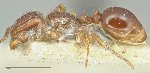 Tetramorium weitzeckeri - FOCOL2104