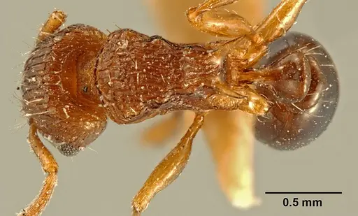 Tetramorium weitzeckeri - ZFMKHYM20096086