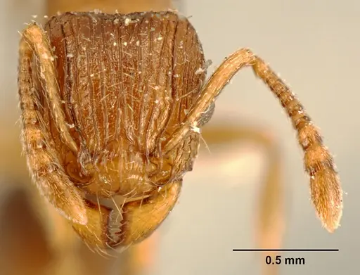 Tetramorium weitzeckeri - ZFMKHYM20096086