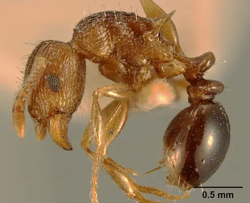 Tetramorium weitzeckeri - ZFMKHYM20096086