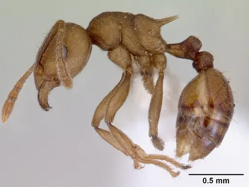 Tetramorium wroughtonii specimen