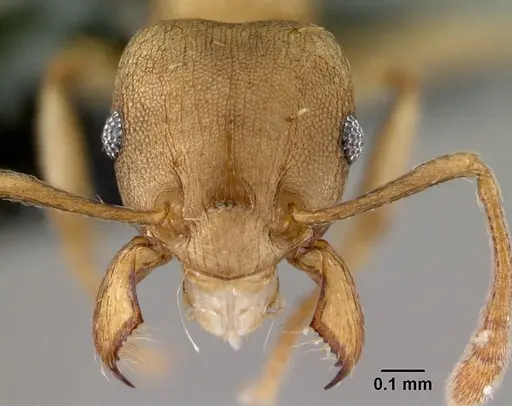 Tetramorium wroughtonii - CASENT0179659