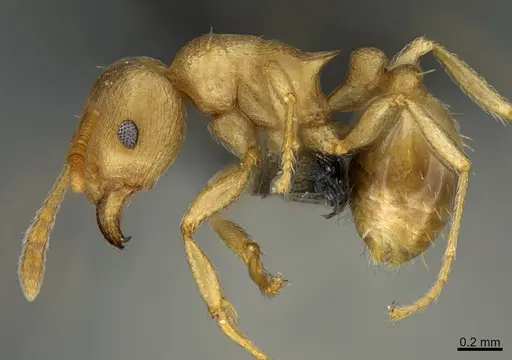 Tetramorium wroughtonii - CASENT0202144