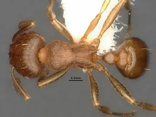 Tetramorium wroughtonii - CASENT0884334