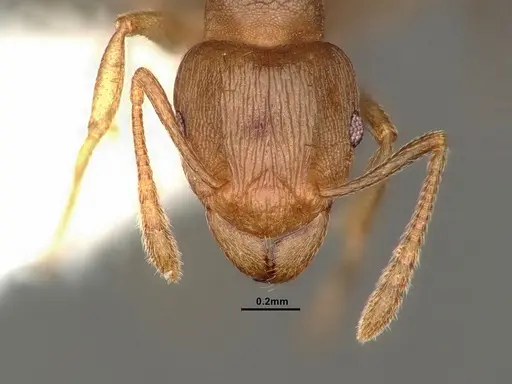 Tetramorium wroughtonii - CASENT0884334