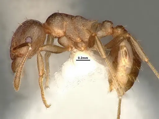 Tetramorium wroughtonii - CASENT0884334