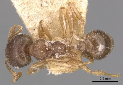 Tetramorium wroughtonii - CASENT0904860
