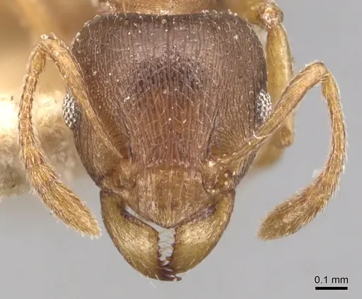 Tetramorium wroughtonii - CASENT0904860