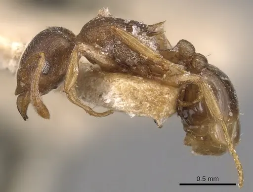 Tetramorium wroughtonii - CASENT0904860