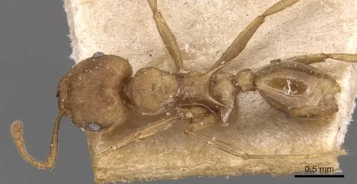 Tetramorium wroughtonii - CASENT0904861