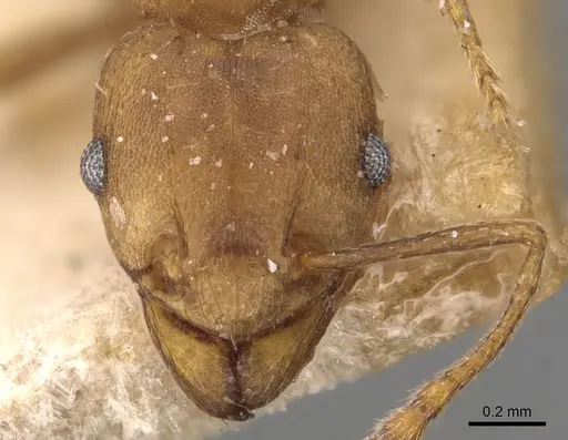 Tetramorium wroughtonii - CASENT0904861