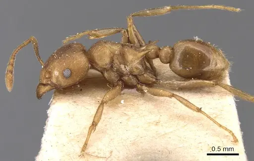 Tetramorium wroughtonii - CASENT0904861
