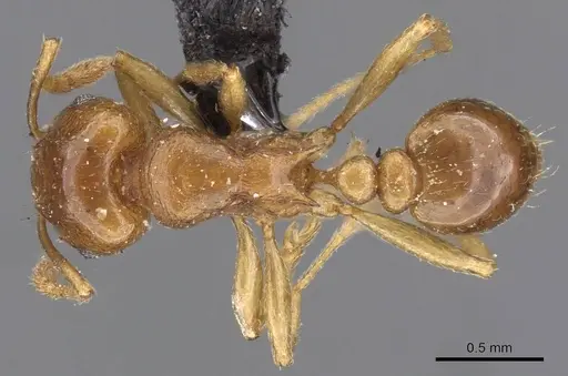 Tetramorium wroughtonii - CASENT0909204