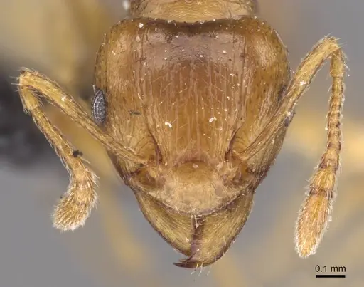 Tetramorium wroughtonii - CASENT0909204