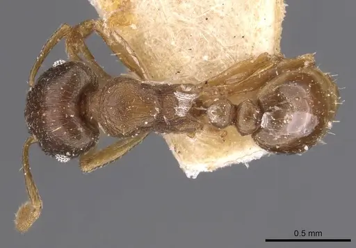 Tetramorium wroughtonii - CASENT0909205