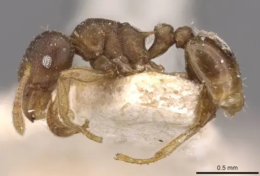 Tetramorium wroughtonii - CASENT0909205