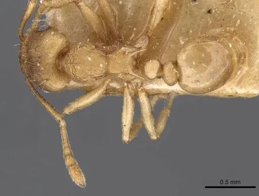 Tetramorium wroughtonii - CASENT0909206