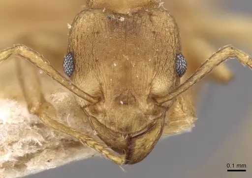 Tetramorium wroughtonii - CASENT0909206