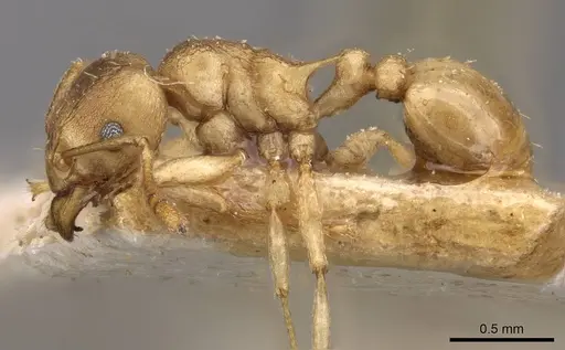 Tetramorium wroughtonii - CASENT0909206