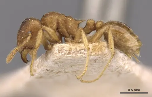 Tetramorium wroughtonii - CASENT0909207
