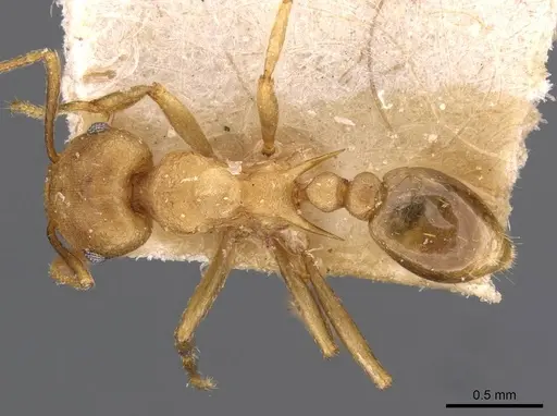 Tetramorium wroughtonii - CASENT0909208