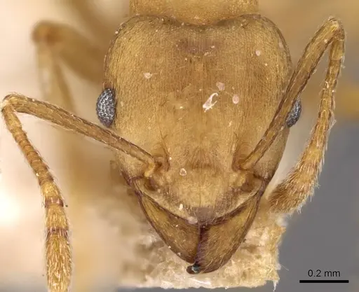 Tetramorium wroughtonii - CASENT0909208