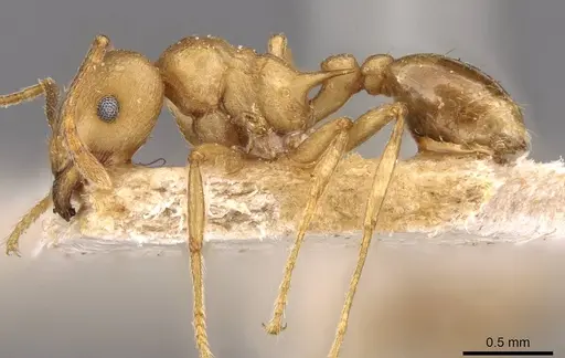 Tetramorium wroughtonii - CASENT0909208