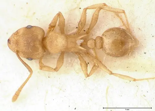 Tetramorium wroughtonii - FOCOL0427