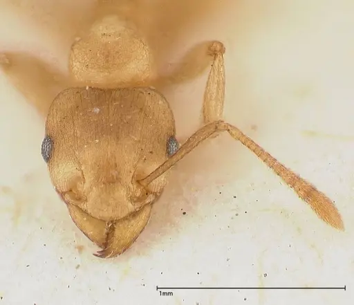 Tetramorium wroughtonii - FOCOL0427