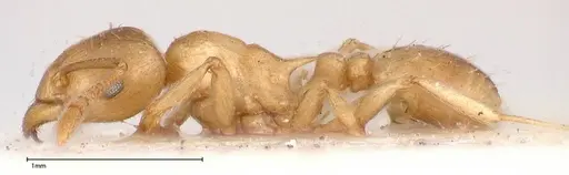 Tetramorium wroughtonii - FOCOL0427