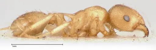 Tetramorium wroughtonii - FOCOL0427