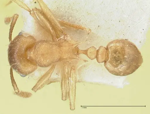 Tetramorium wroughtonii - FOCOL2101