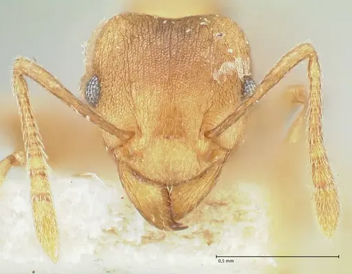 Tetramorium wroughtonii - FOCOL2101