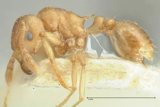 Tetramorium wroughtonii - FOCOL2101