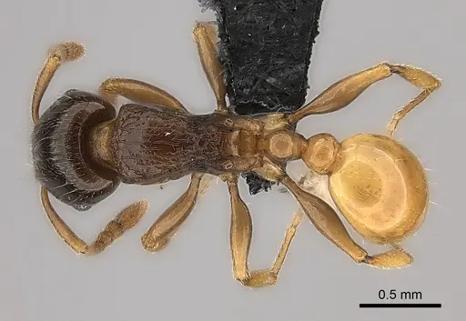 Tetramorium xanthogaster specimen