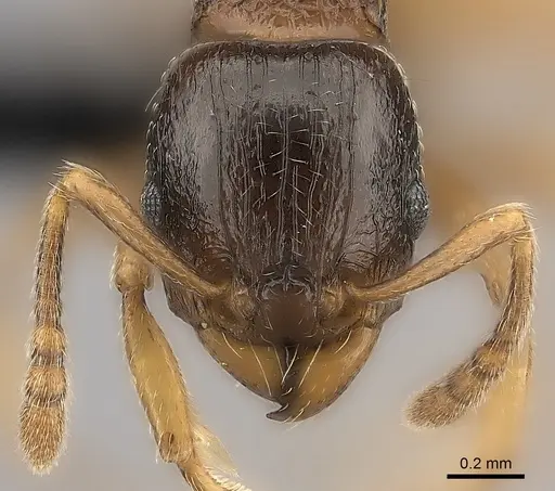 Tetramorium xanthogaster specimen
