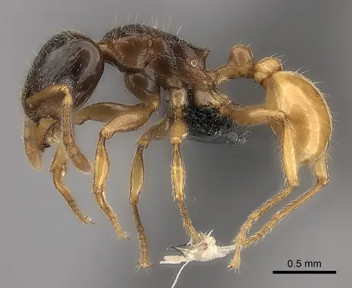Tetramorium xanthogaster specimen