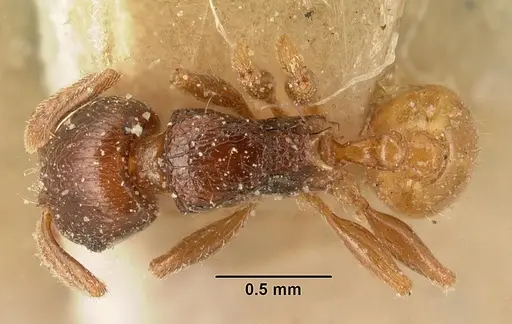 Tetramorium xanthogaster - CASENT0101146