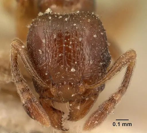 Tetramorium xanthogaster - CASENT0101146