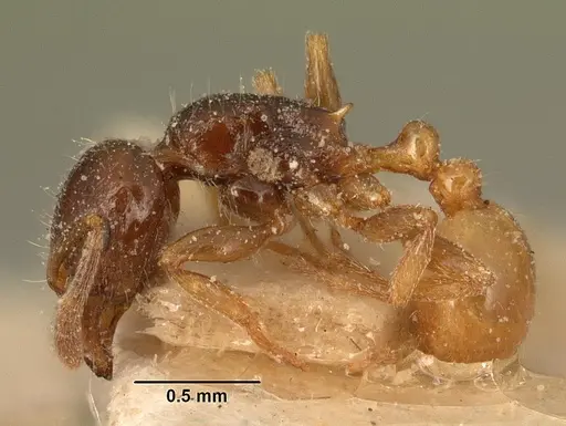 Tetramorium xanthogaster - CASENT0101146