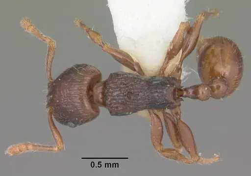 Tetramorium xanthogaster - CASENT0102400