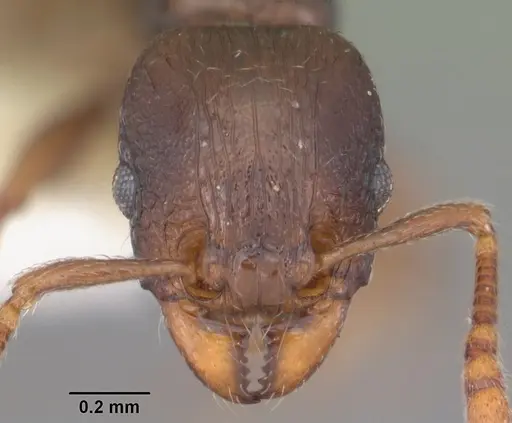 Tetramorium xanthogaster - CASENT0102400