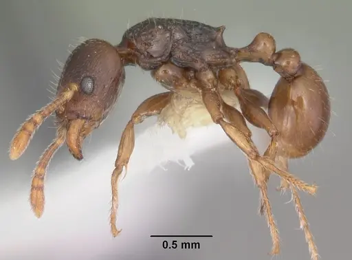 Tetramorium xanthogaster - CASENT0102400