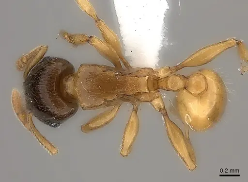 Tetramorium xanthogaster - CASENT0189134