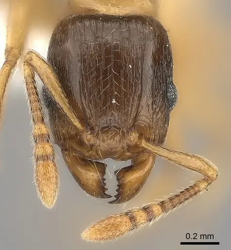 Tetramorium xanthogaster - CASENT0189134