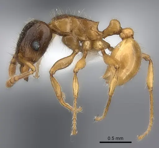 Tetramorium xanthogaster - CASENT0189134