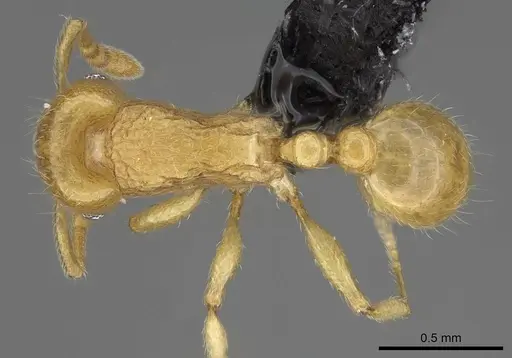 Tetramorium xanthogaster - CASENT0218041