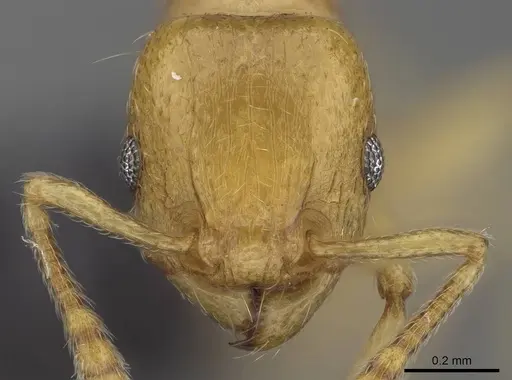 Tetramorium xanthogaster - CASENT0218041