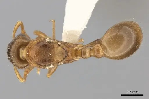 Tetramorium xanthogaster - CASENT0415152