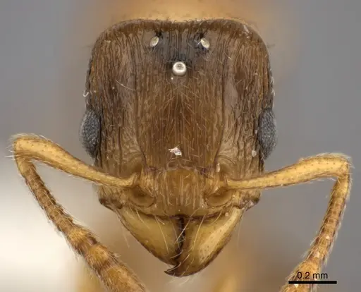 Tetramorium xanthogaster - CASENT0415152